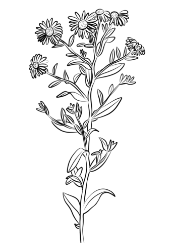 European Michaelmas Daisy Coloring Page